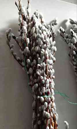 Принимаем заказы на вербу (Серебро) опт Макеевка