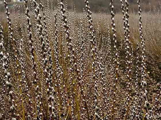 Принимаем заказы на вербу (Серебро) опт Макеевка