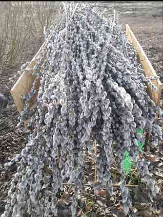 Принимаем заказы на вербу (Серебро) опт Макеевка