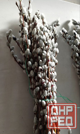 Принимаем заказы на вербу (Серебро) опт Макеевка - изображение 3