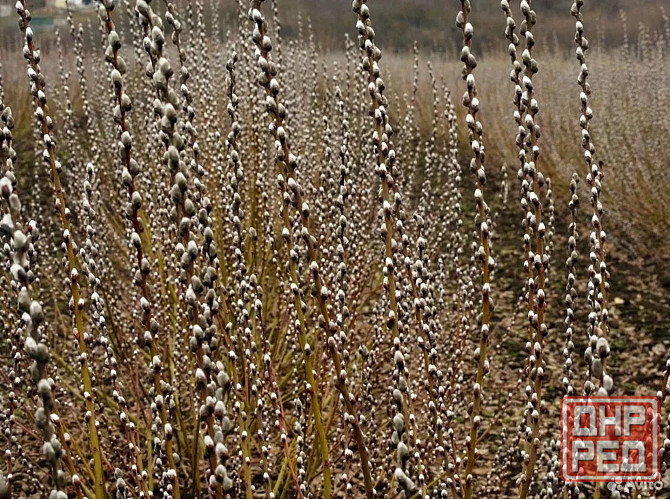 Принимаем заказы на вербу (Серебро) опт Макеевка - изображение 1