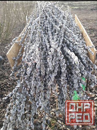 Принимаем заказы на вербу (Серебро) опт Макеевка - изображение 2