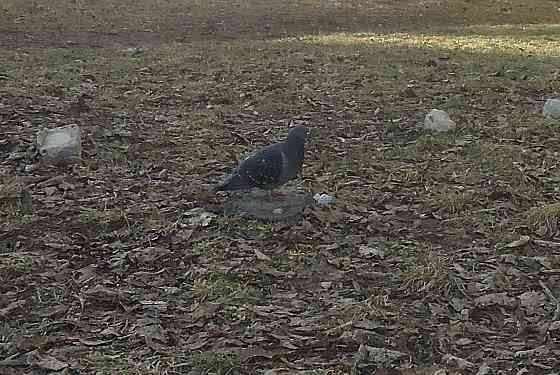 Например, чай надо 90 градусо Донецк