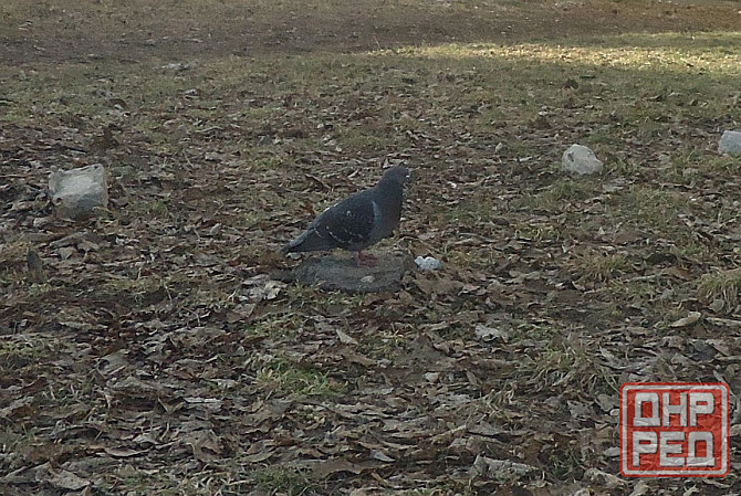 Например, чай надо 90 градусо Донецк - изображение 1