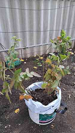 Продам кусты ежевики Донецк