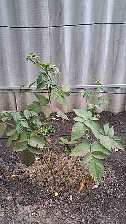 Продам кусты ежевики Донецк