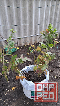 Продам кусты ежевики Донецк - изображение 1