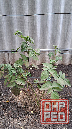 Продам кусты ежевики Донецк - изображение 2