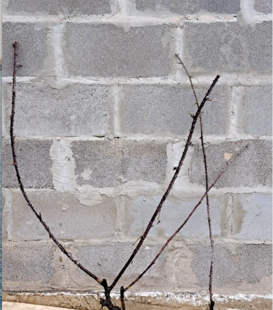 Кусты ежевики садовой Донецк