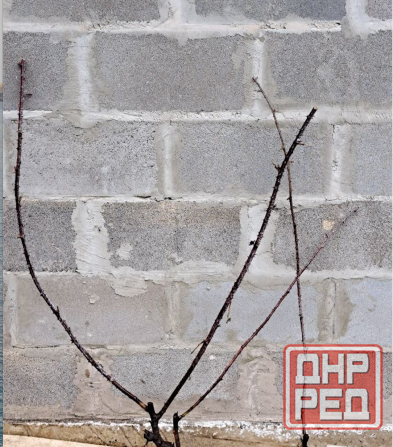 Кусты ежевики садовой Донецк - изображение 1