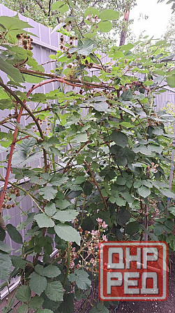 Кусты ежевики садовой Донецк - изображение 2