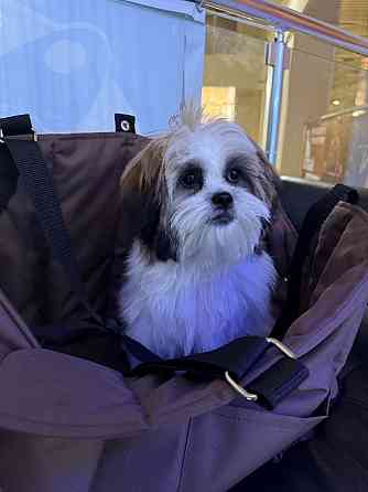 Ши тцу Донецк