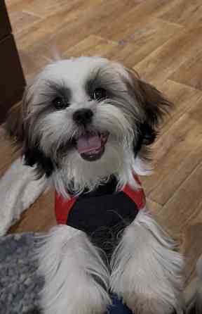 Ши тцу Донецк