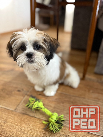 Ши тцу Донецк - изображение 3