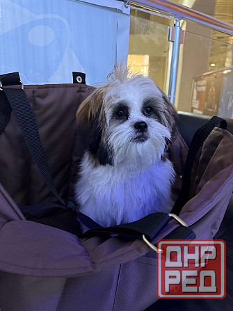 Ши тцу Донецк - изображение 2