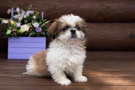 Ши-тцу Донецк