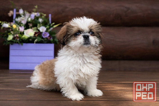 Ши-тцу Донецк - изображение 1