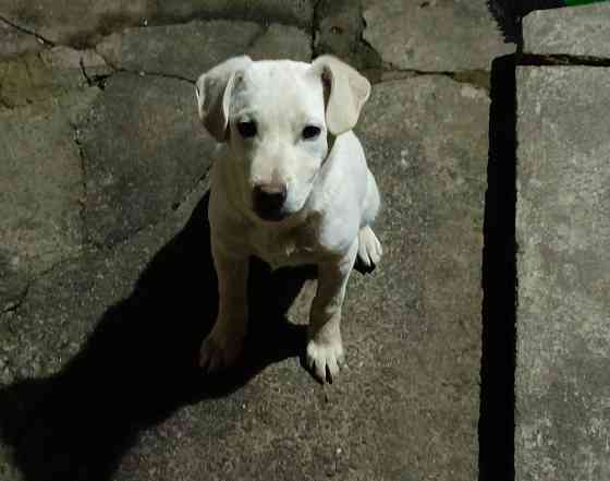 Щенок в добрые руки Донецк