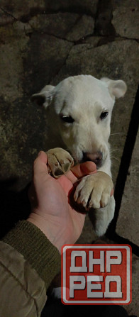 Щенок в добрые руки Донецк - изображение 2