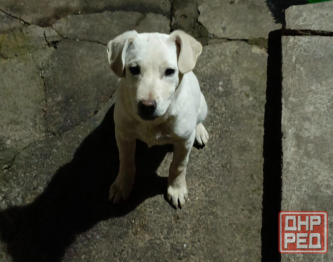 Щенок в добрые руки Донецк - изображение 1