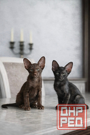 Ориентальные котята Донецк - изображение 1