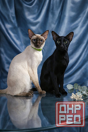 Ориентальные котята Донецк - изображение 2