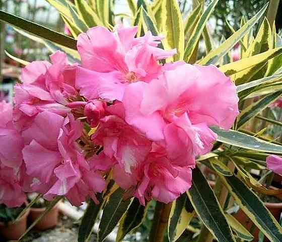 Олеандр вариегатный Макеевка