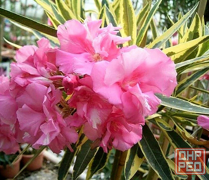 Олеандр вариегатный Макеевка - изображение 1