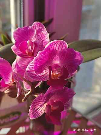 Орхидея Донецк