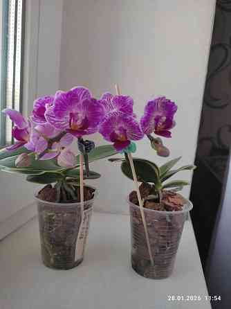 Орхидея Донецк