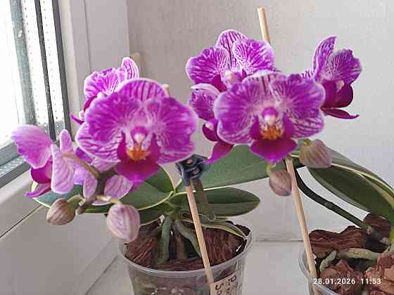 Орхидея Донецк