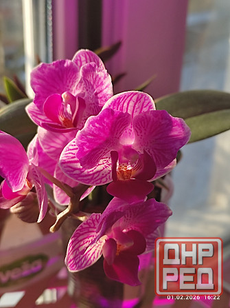 Орхидея Донецк - изображение 1