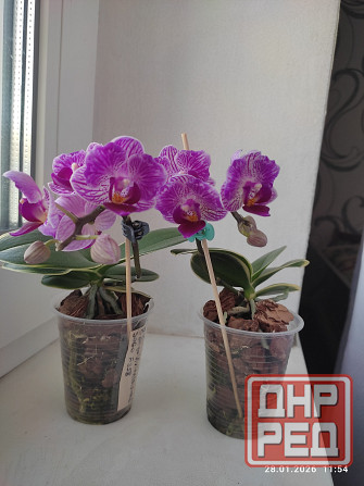 Орхидея Донецк - изображение 3