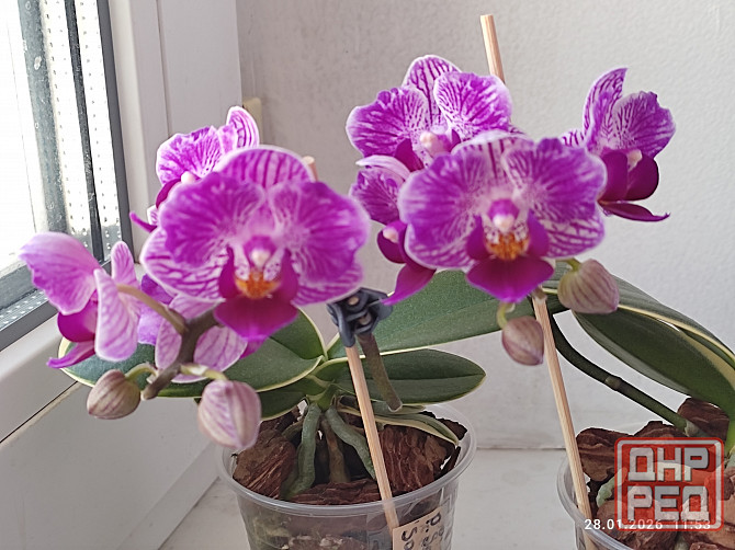 Орхидея Донецк - изображение 2