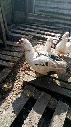 Индоутки, селезни. Макеевка