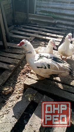 Индоутки, селезни. Макеевка - изображение 1