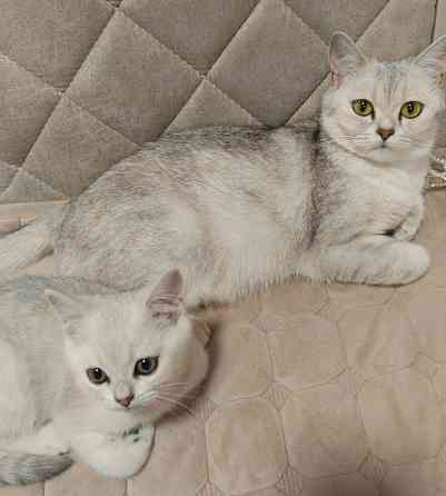 Котята Донецк