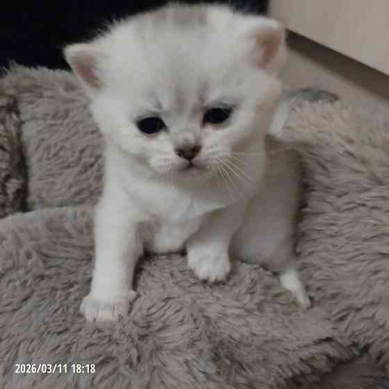 Котята Донецк