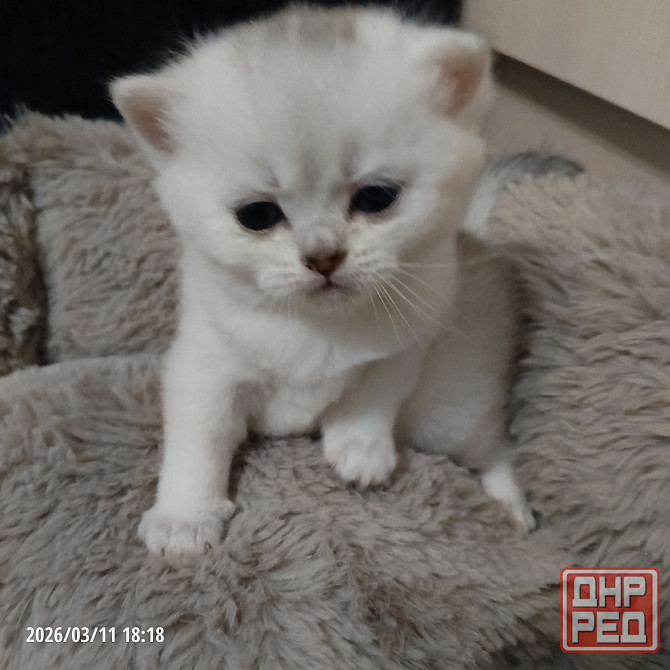 Котята Донецк - изображение 1