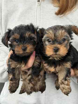Продам щенка йоркширский терьер Донецк