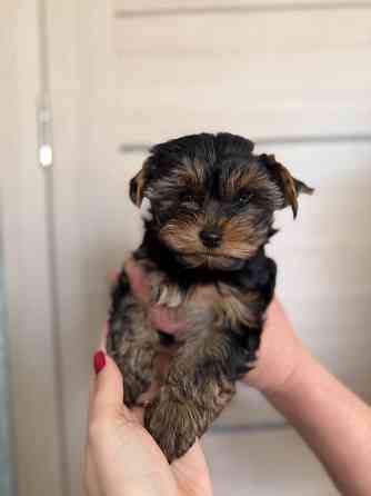 Продам щенка йоркширский терьер Донецк