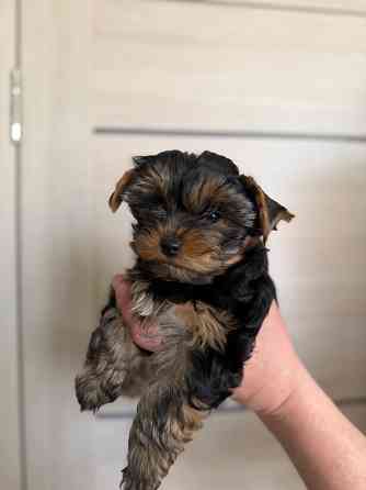 Продам щенка йоркширский терьер Донецк