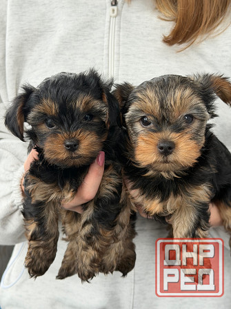 Продам щенка йоркширский терьер Донецк - изображение 1