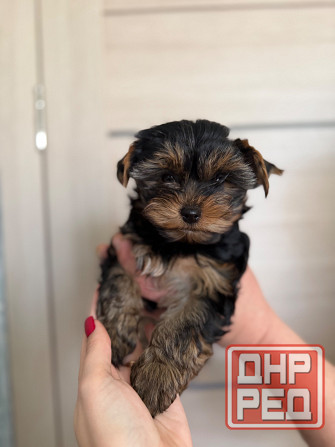 Продам щенка йоркширский терьер Донецк - изображение 2