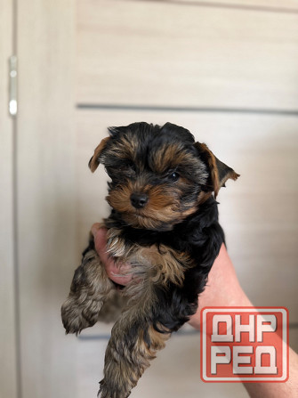 Продам щенка йоркширский терьер Донецк - изображение 3