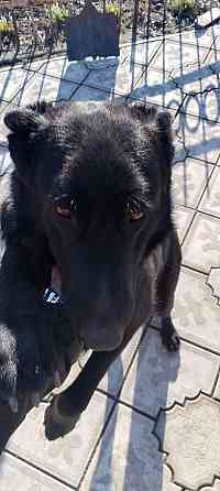 Продам щенка Макеевка