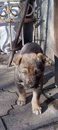 Продам щенка Макеевка