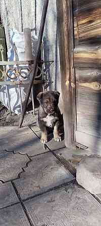 Продам щенка Макеевка