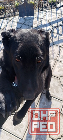 Продам щенка Макеевка - изображение 3