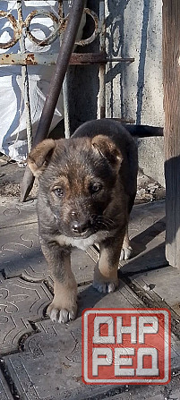 Продам щенка Макеевка - изображение 1